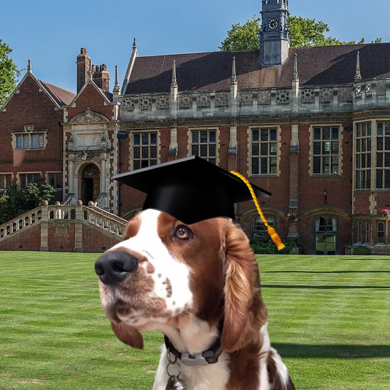 The Welsh Springer Spaniel Club
